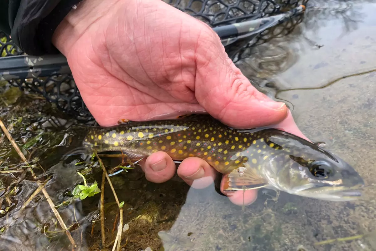 542412_bigspring-3_hero_1200x800 big-spring-brook trout