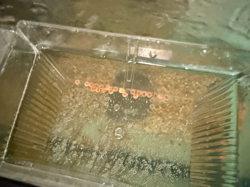 Students raising trout in classroom aquarium
