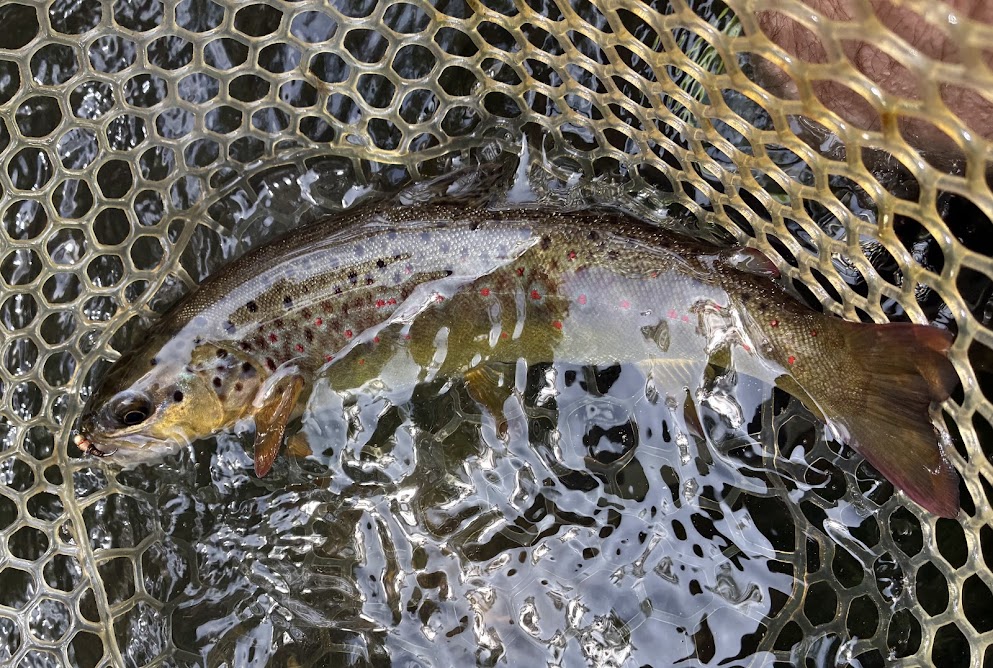 beautiful-brown-fishing-creek cvtu-fishing-trips-brown-trout